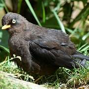 Sooty Thrush