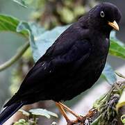 Sooty Thrush