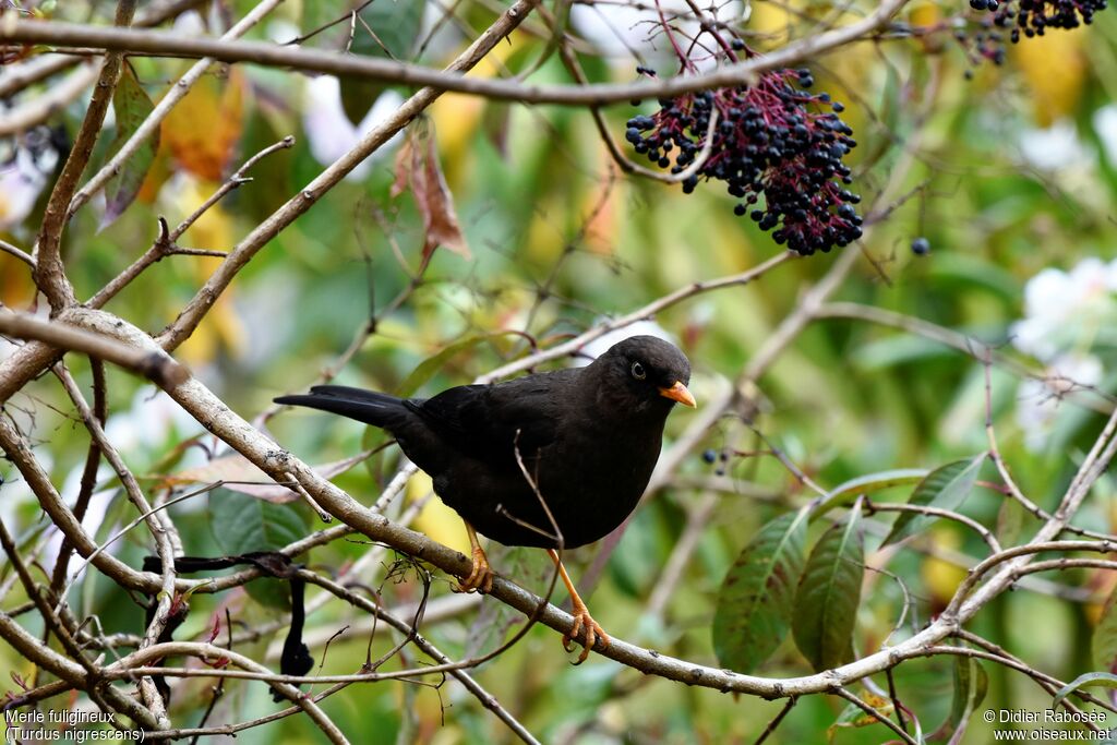 Sooty Thrush