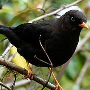 Sooty Thrush