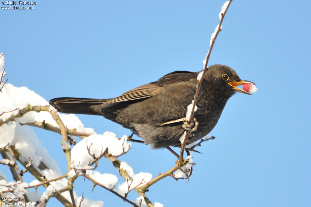 Common Blackbird male