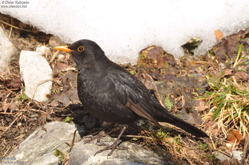 Common Blackbird male