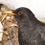 Common Blackbird