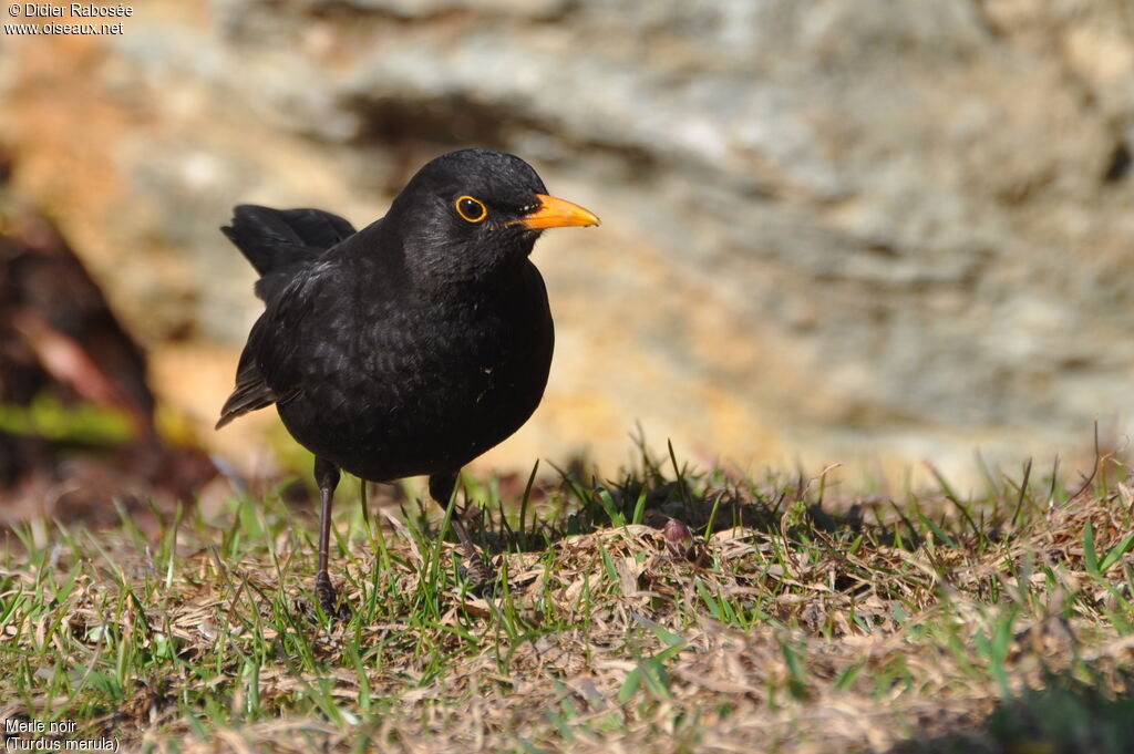 Common Blackbird male adult