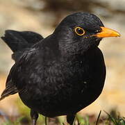 Common Blackbird