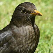 Common Blackbird