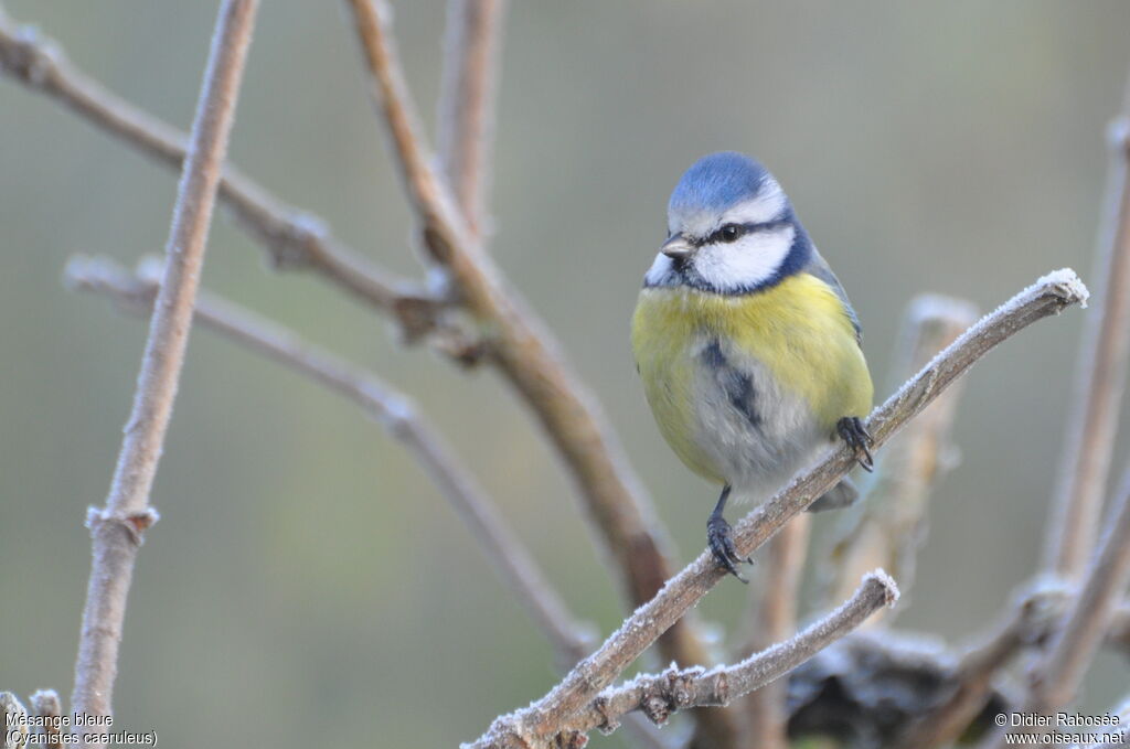 Eurasian Blue Tit