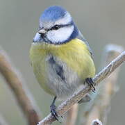 Eurasian Blue Tit