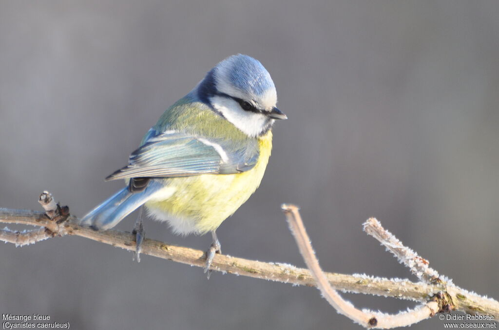 Mésange bleue