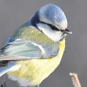 Mésange bleue