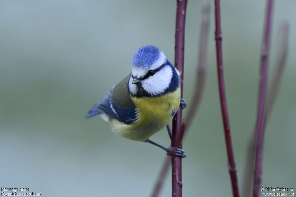 Mésange bleue