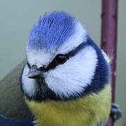 Eurasian Blue Tit