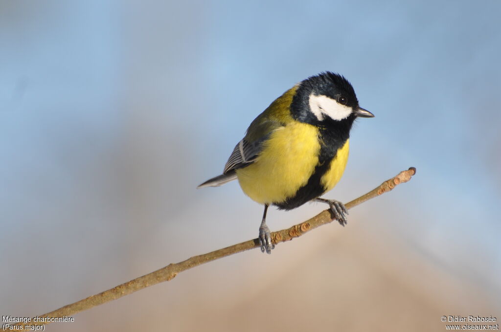 Mésange charbonnière