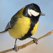 Great Tit