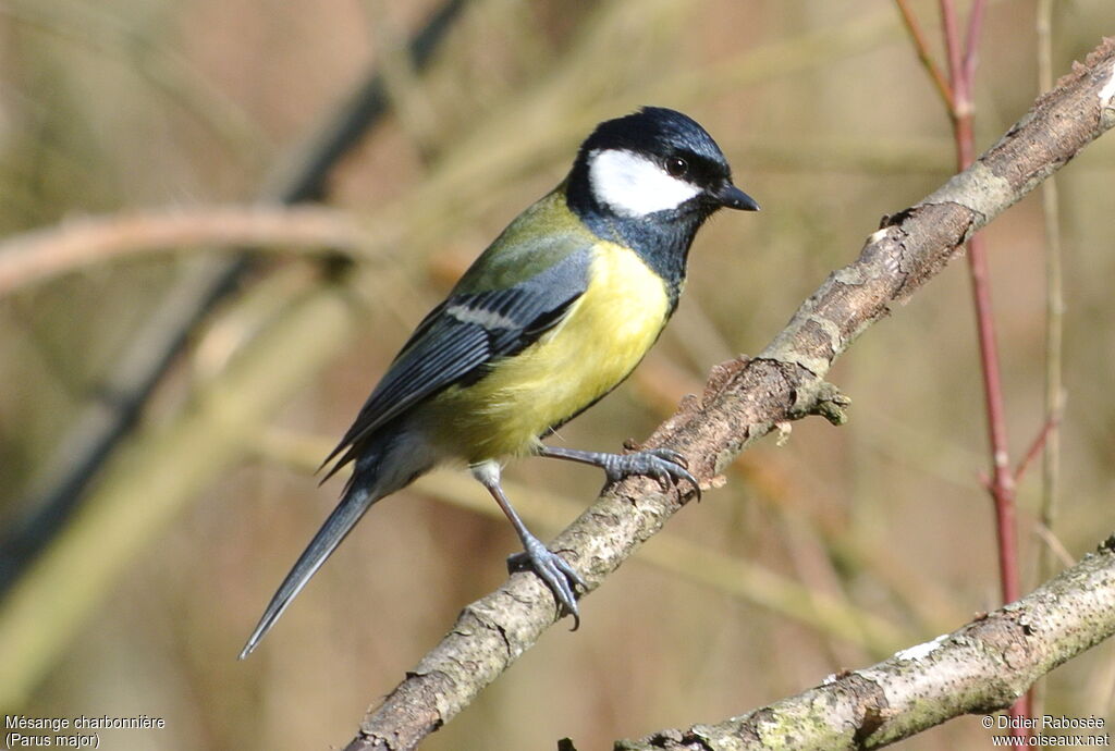 Mésange charbonnière