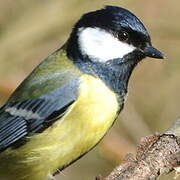 Great Tit