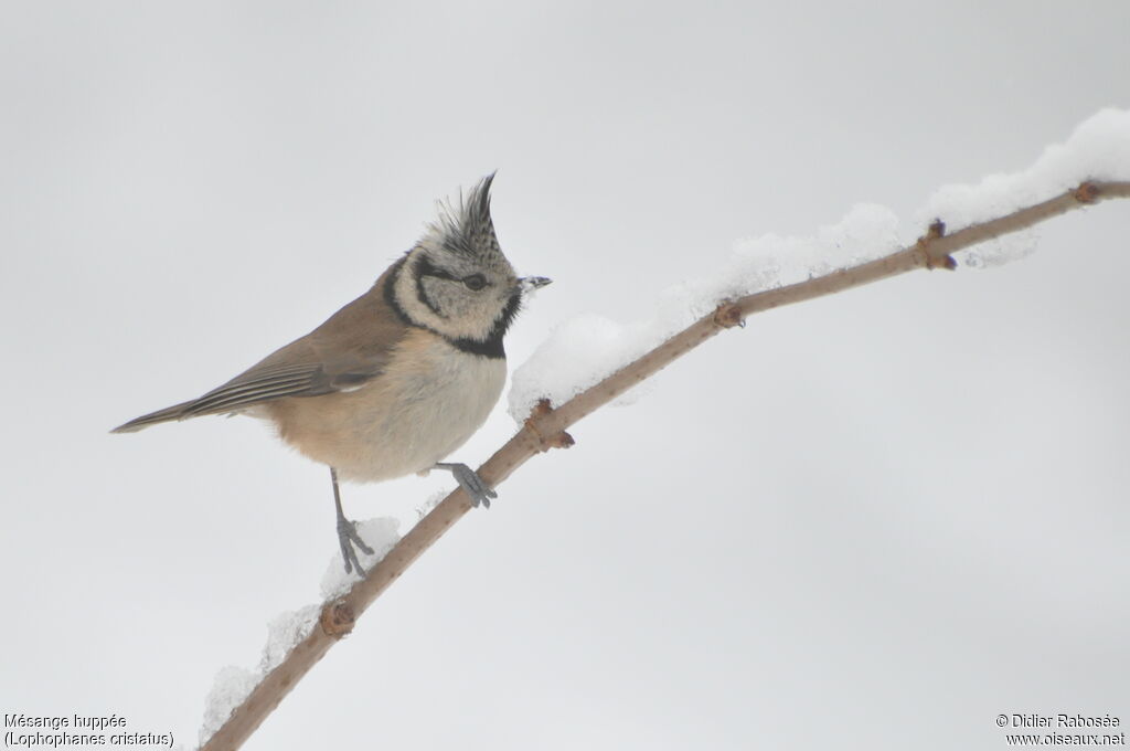 Mésange huppée mâle