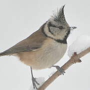 Crested Tit