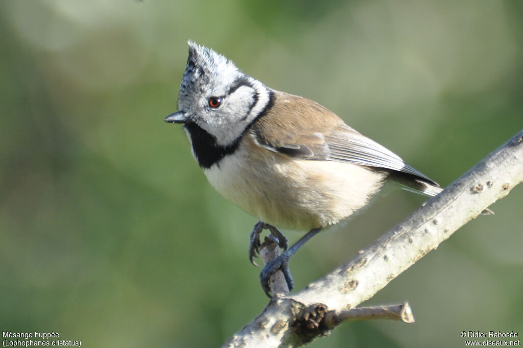 Mésange huppée femelle