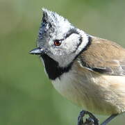 Crested Tit