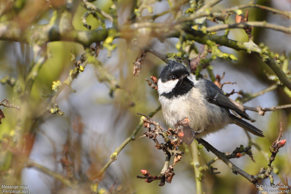 Coal Tit