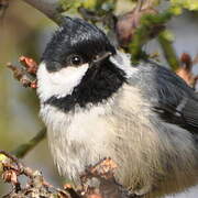 Coal Tit