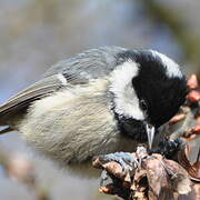 Coal Tit