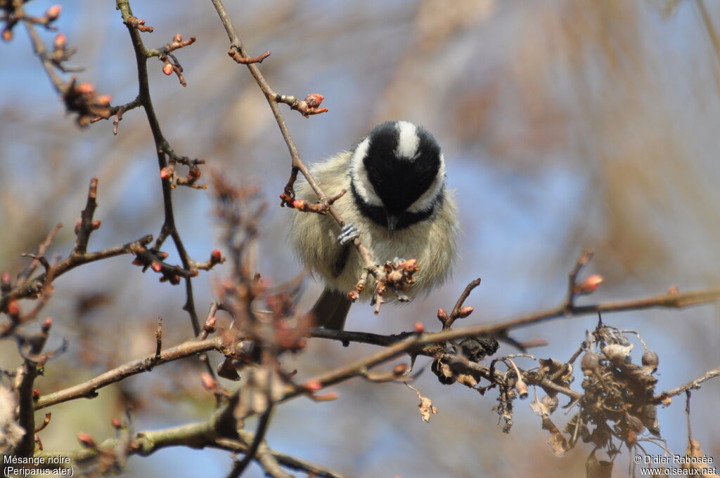 Coal Tit, identification