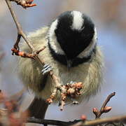 Coal Tit