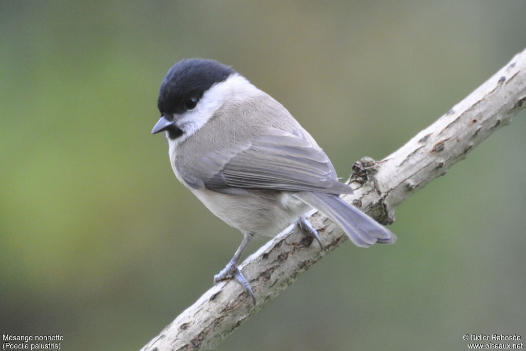 Marsh Tit