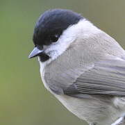 Marsh Tit