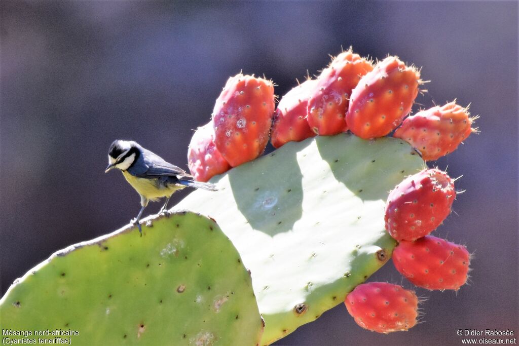 African Blue Tit