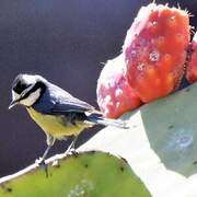 African Blue Tit