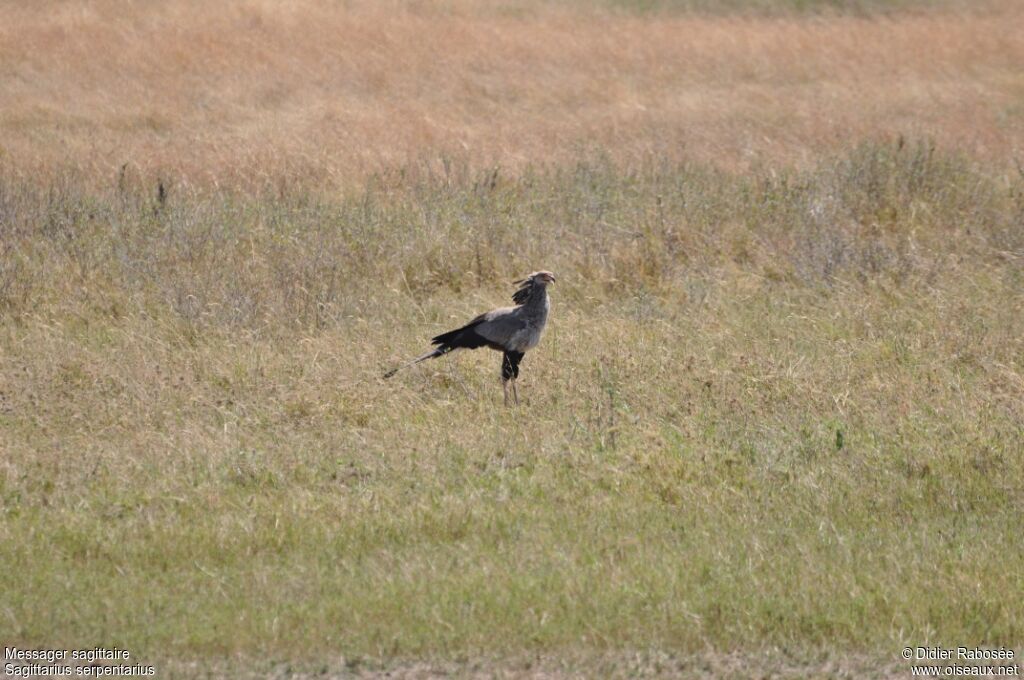 Secretarybird