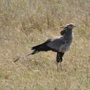 Secretarybird