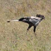 Secretarybird