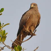 Yellow-billed Kite