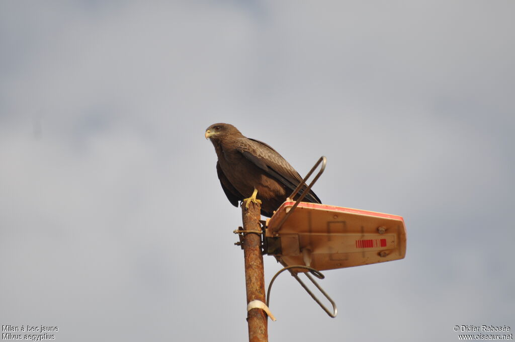 Yellow-billed Kiteadult