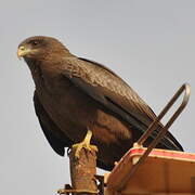 Yellow-billed Kite