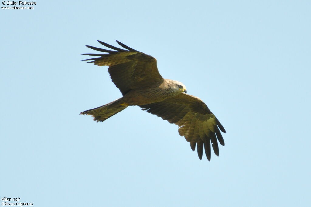 Black Kite