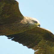 Black Kite