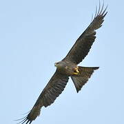 Black Kite