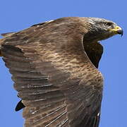 Black Kite