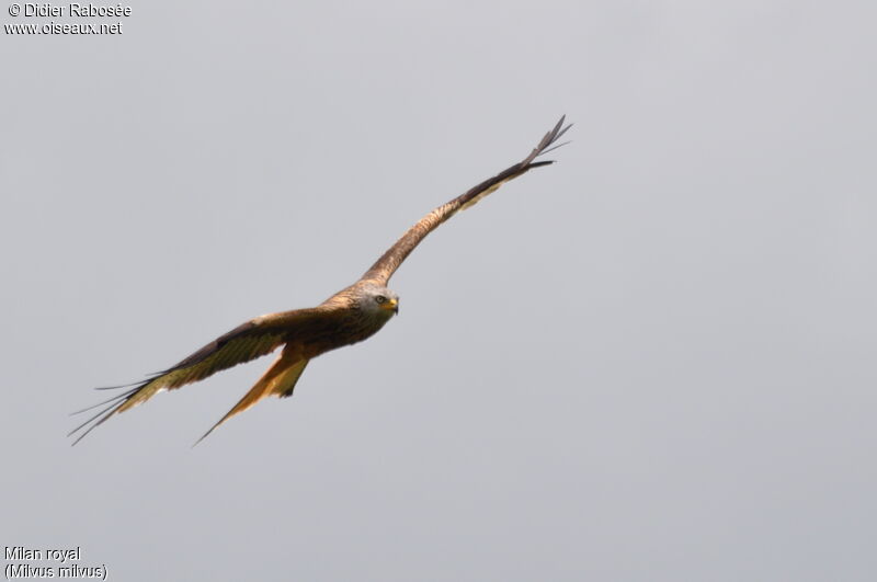 Red Kite, Flight