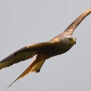 Red Kite