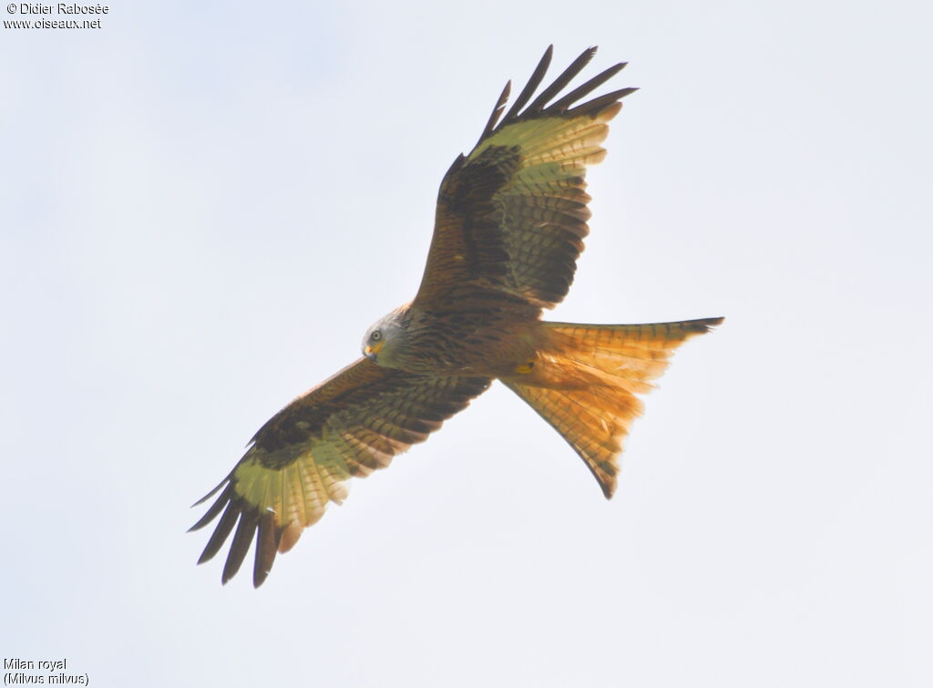 Red Kite