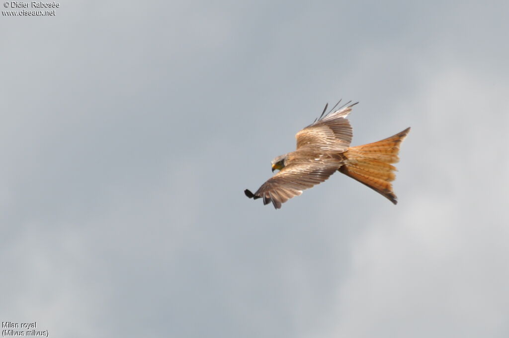 Red Kiteadult, identification, Flight