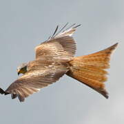 Red Kite