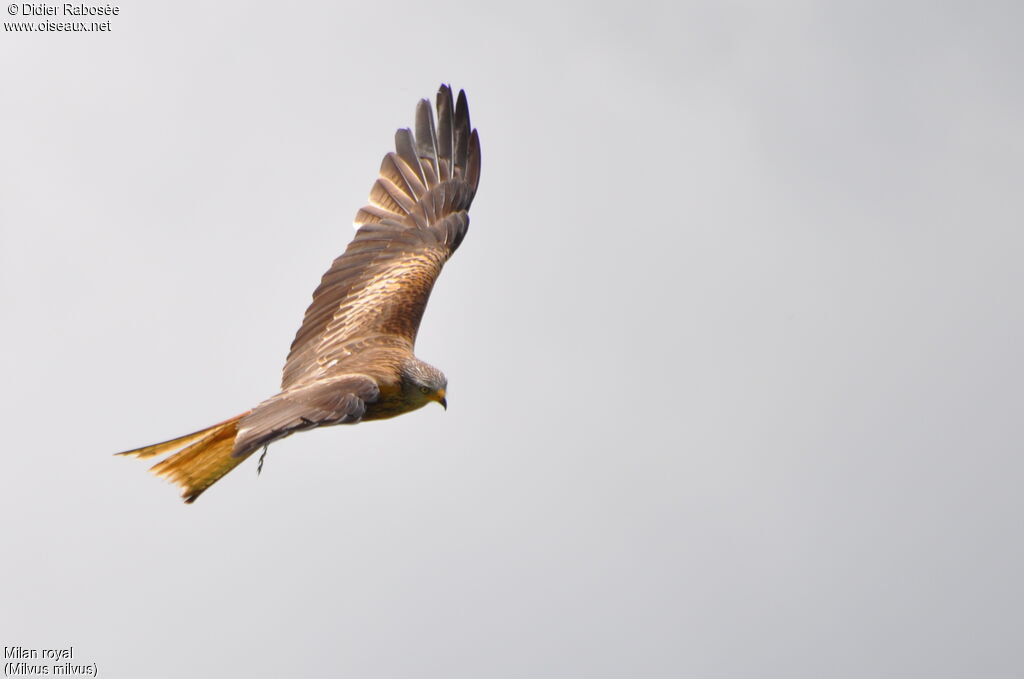 Red Kite, Flight