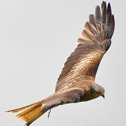 Red Kite